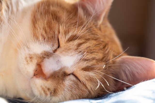 猫が生き残った最大の武器は可愛い事だと思う