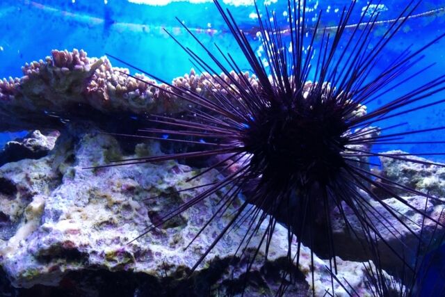 【悲報】ハワイのサンゴ礁、爆発的に増えたウニに食い尽くされる可能性が浮上