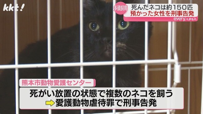 保護猫13匹を衰弱死させた熊本市の女、略式起訴