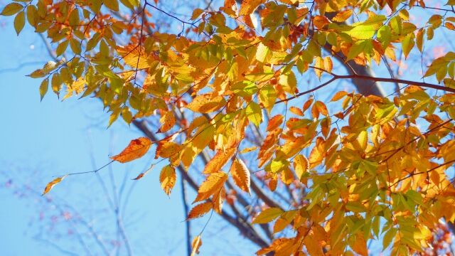 【悲報】11月の気温、やばいｗｗｗｗｗｗｗｗ