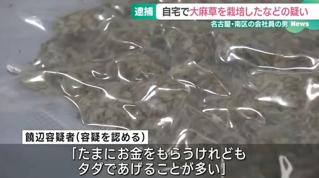 自宅で大麻草を栽培していた男を逮捕　「たまに売ってたけどタダであげることのほうが多かった」と供述