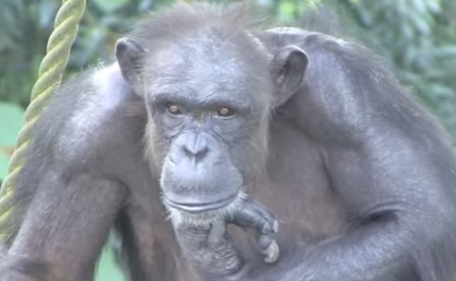 天才チンパンジー「アイちゃん」が死去　49歳