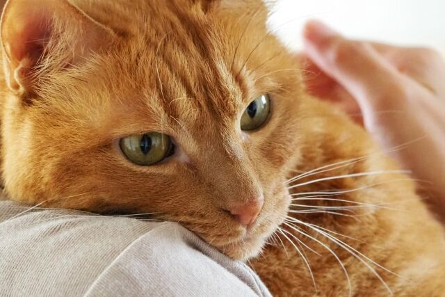 【朗報】猫、帰ってくる