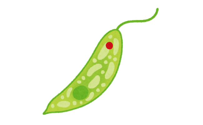 plant_midorimushi