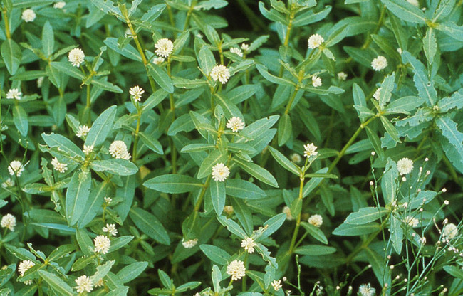 800px-CSIRO_ScienceImage_783_Alligator_weed (1)