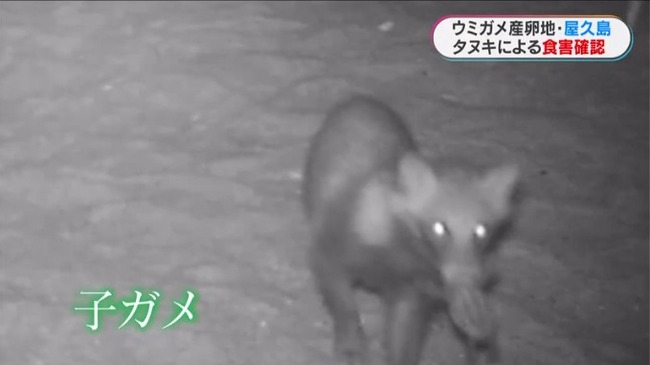 共同通信、生成AIで加工した「子ガメをくわえるタヌキ」の写真を配信取り消し