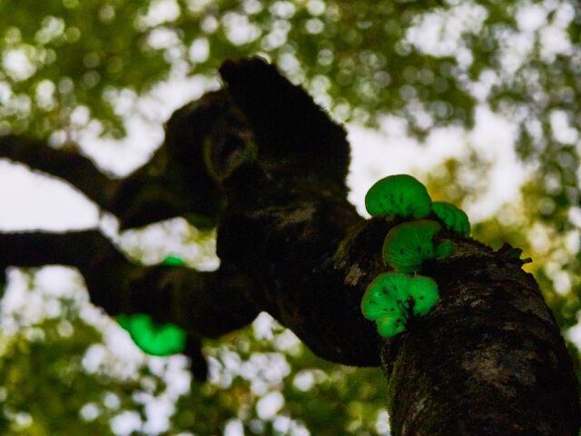 シイタケと間違い「ツキヨタケ」食べた11人が食中毒　親族の集まりでちゃんぽんの食材に