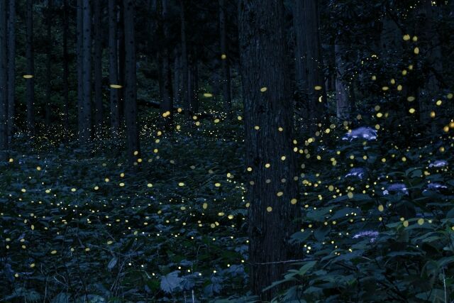 クモさん、オスのホタルを「女装」させてしまう