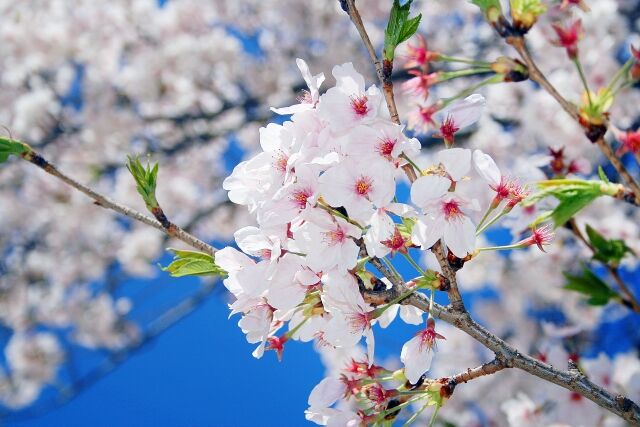 【悲報】当時の安倍首相の側近、新元号案として「桜花」などを提案