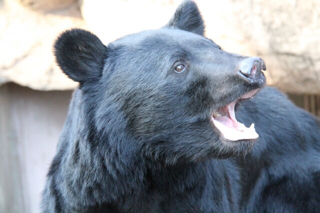 クマ駆除へクレームの電話「武器を使うのは卑怯」「素手で対応しろ」