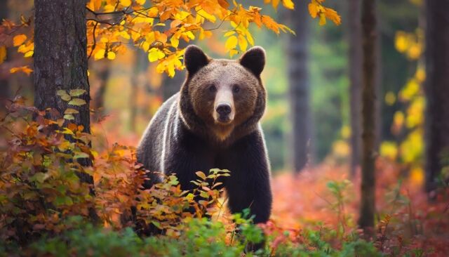 【悲報】山形県庁、庁舎のすぐ目の前でクマに????をされる