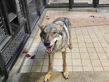 多摩動物公園で脱走したオオカミ、「思っていたより犬」と言われてしまう