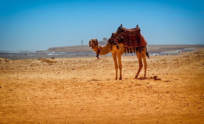 camel-4001873_960_720