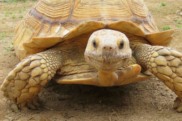 リクガメ飼いたいけど飼えないから飼ってる人自慢していっていいよ