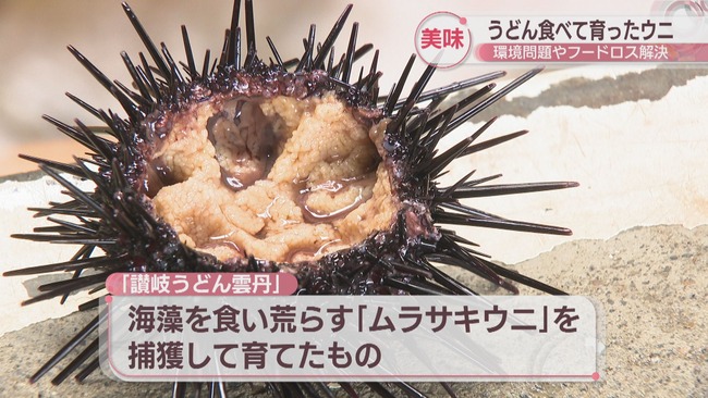 うどんを食べて育ったウニ、香川で誕生