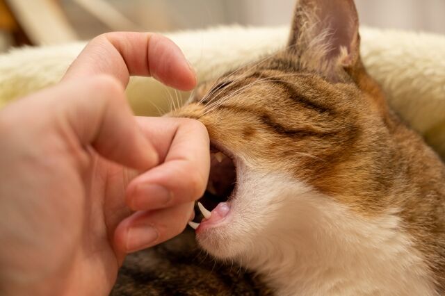 猫に手を噛まれた飼い主さん、緊急手術をする事態に