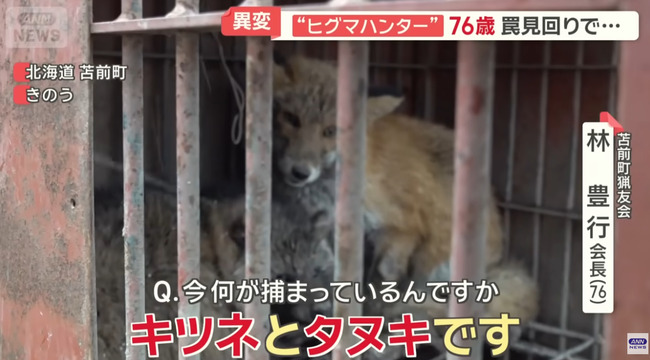 【動画】きつねとたぬき、クマ用の罠にかかる