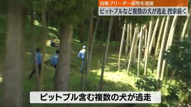 ピットブルを含む複数の犬が逃走　注意されパトカーを殴った自称ブリーダーの男を逮捕