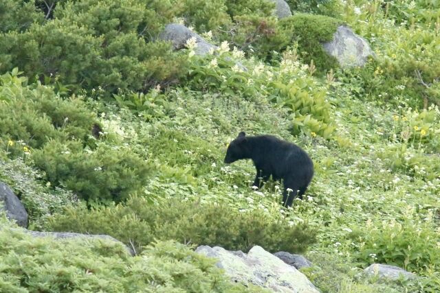 ????「クマちゃんがいた」????「ワンちゃんだね…」保育園の散歩ルートにクマ出没か