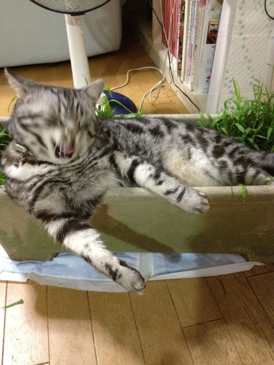 agpiZWViZWUyc2VlchULEgxJbWFnZUFuZFRleHQYr7v6Bgw