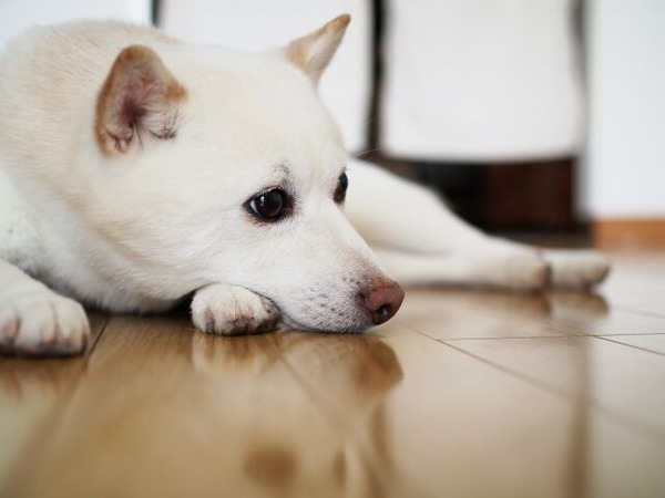 【悲報】 犬、夜中に目が覚めて思い悩むことが判明