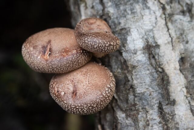 AI「これはシイタケですね」→ 実際は毒キノコ、食べた男性が食中毒に