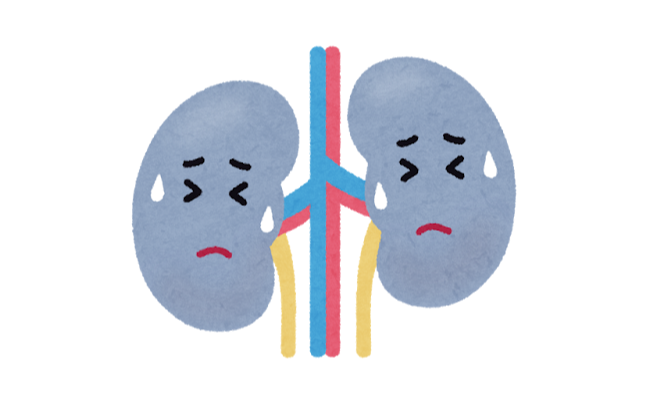 腎臓、機能低下すると二度と再生しない臓器だった