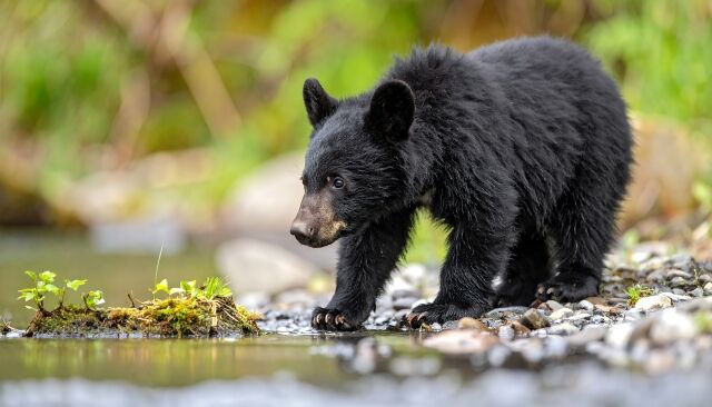【朗報】捕まった子グマちゃん（50cm）、山へ帰される