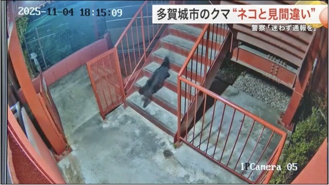 「クマのような生き物を見た」と通報 → その正体は……