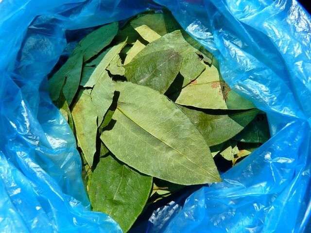 coca-leaves-43289_640