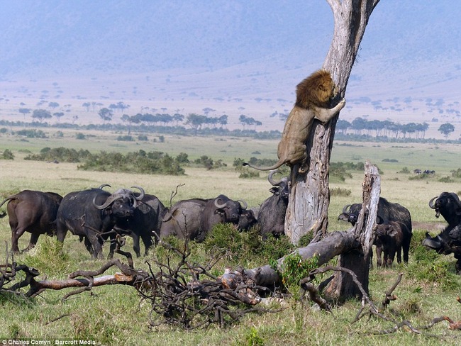 【悲報】 ケニアのライオン　バッファローの群れにビビって必死に木に捕まる