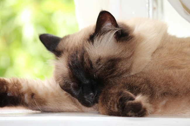 cat-4507150_1920
