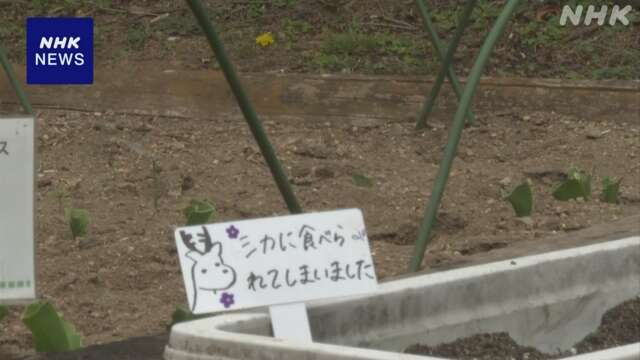 【悲報】シカさん、チューリップまつり用の球根1万個を完食　今年は花なしで開催へ