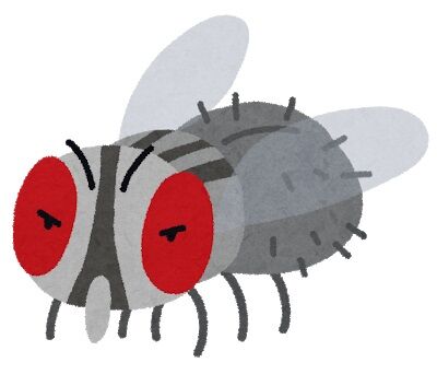 bug_hae