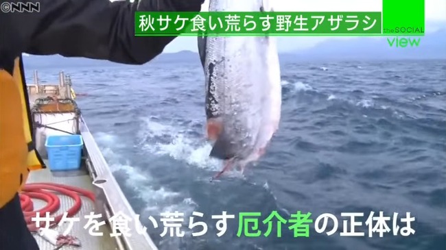 「ほぼ全滅です」水揚げされる頭部のない鮭、アザラシによる食害が深刻化