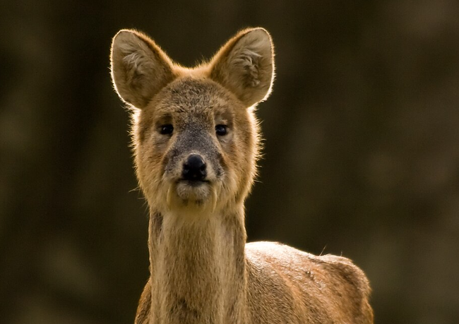 「キバノロ」というマイナー動物、突如ネットで広く認知される