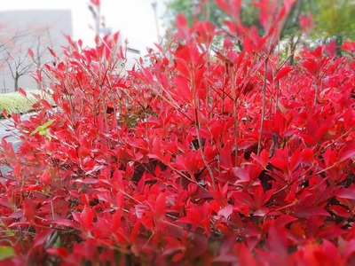 IMG_20201104_124707