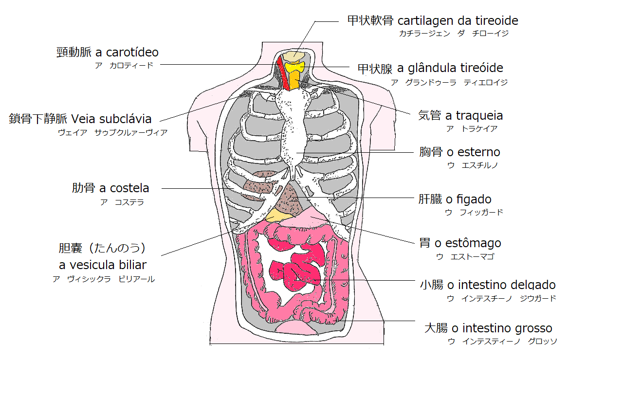 最も人気のある 人体図 内臓 最高の画像をダウンロード 最も人気のある 人体図 内臓 最高の画像をダウンロード