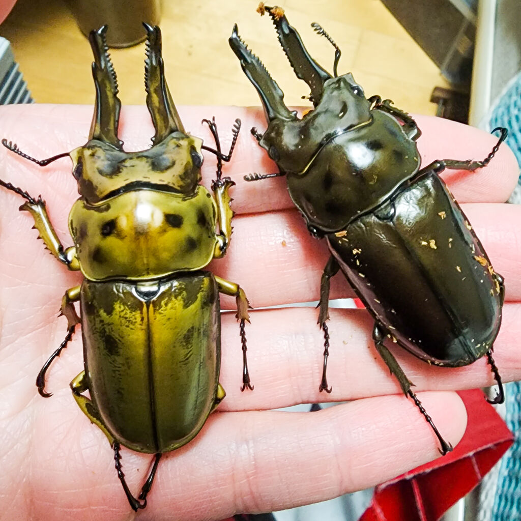 世界を買える 海外ブランド ババオウゴンオニクワガタ 飼育記 ドリームブリーダーの : その他