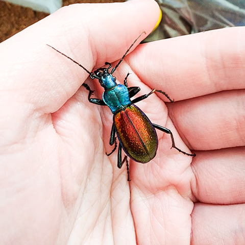 Carabus hispanus