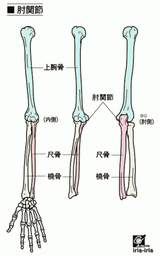 とう骨