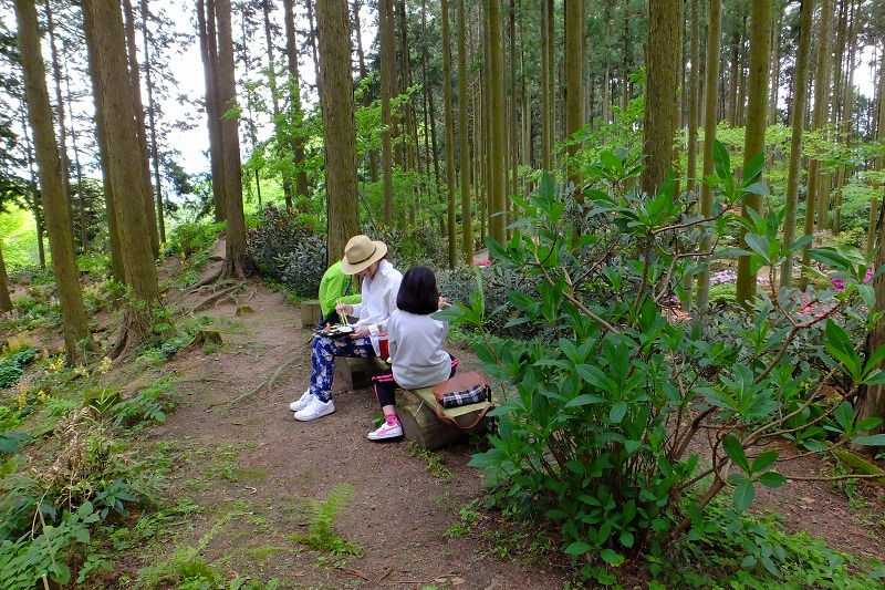 ひまわり のランチ弁当 五條市田園 ゴル爺 ごるままのフォト日記