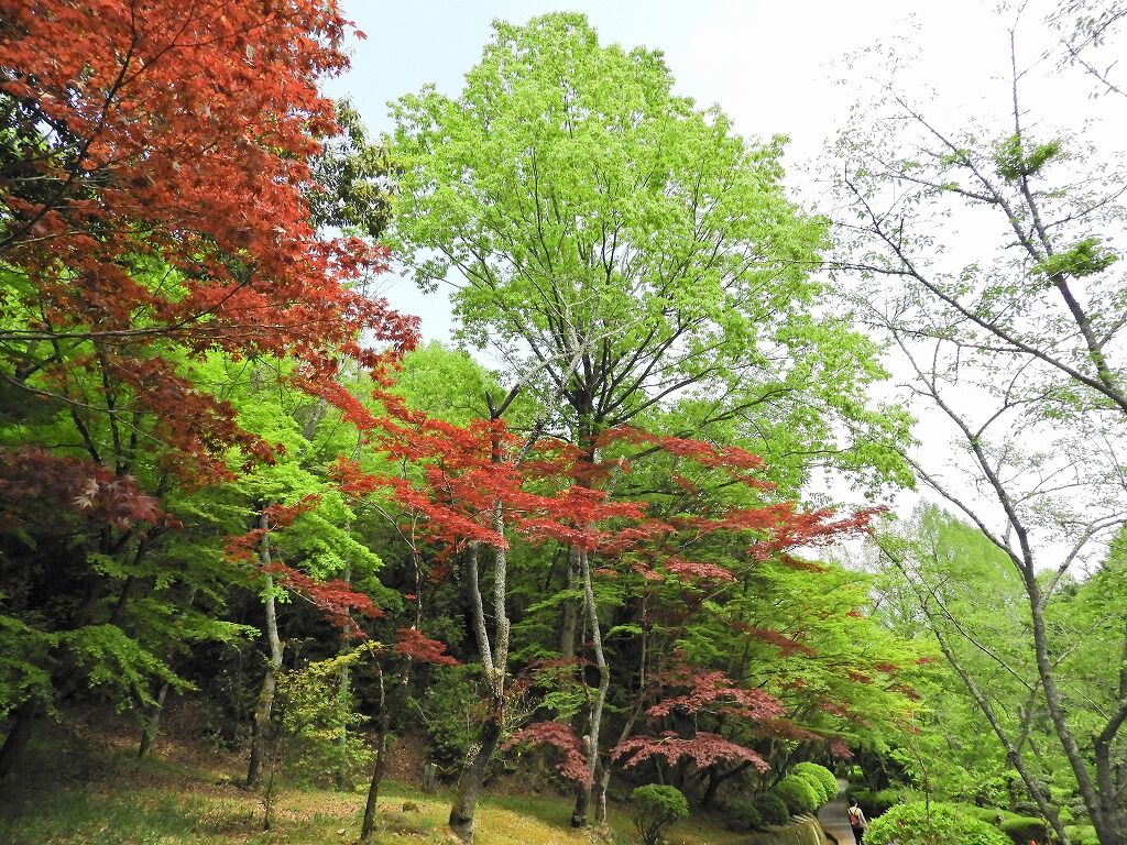 コロナに負けない 静かな杉村公園散歩 橋本市御幸辻786 ゴル爺 ごるままのフォト日記
