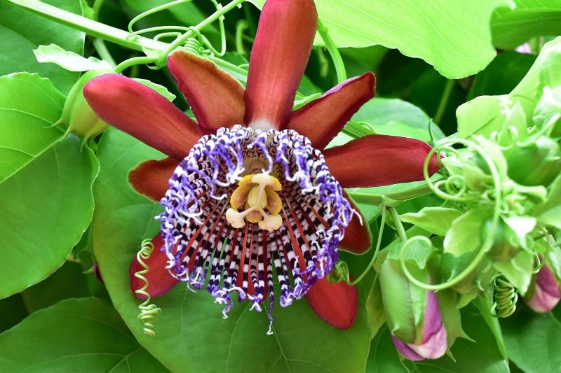 紅葉の緑化センター 岩出市東坂本672 ゴル爺 ごるままのフォト日記