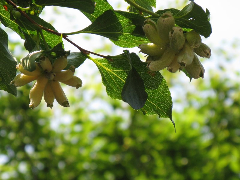エゴノキの虫こぶ エゴヒゲナガゾウムシ 護摩もんがら動じまくり