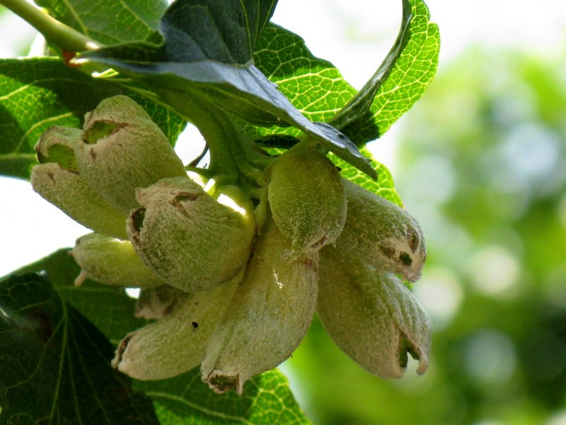 エゴノキの虫こぶ エゴヒゲナガゾウムシ 護摩もんがら動じまくり