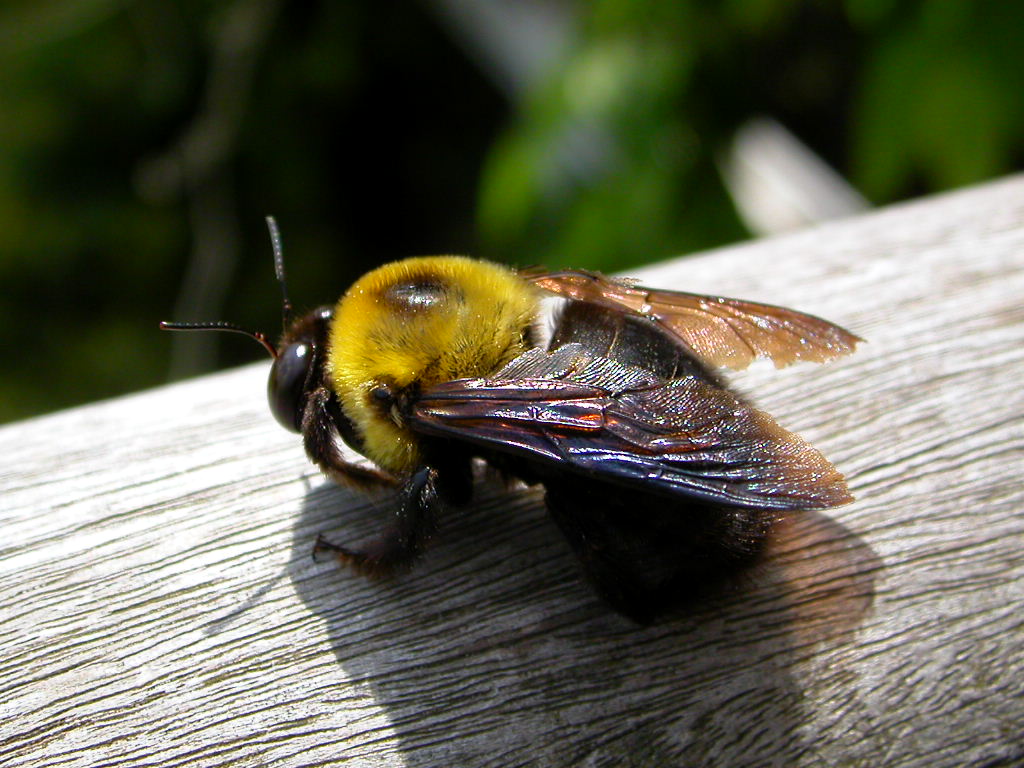 クマバチ 護摩もんがら動じまくり