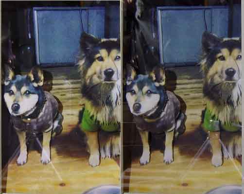行儀よくお座りしてこちらを見つめている犬 ゴマチチ工房にようこそ 行儀よくお座りしてこちらを見つめている犬 ゴマチチ工房にようこそ