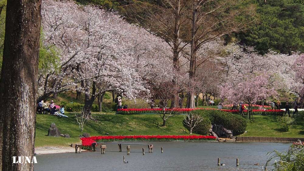 浜松フラワーパークの桜 1 おペケ写真部