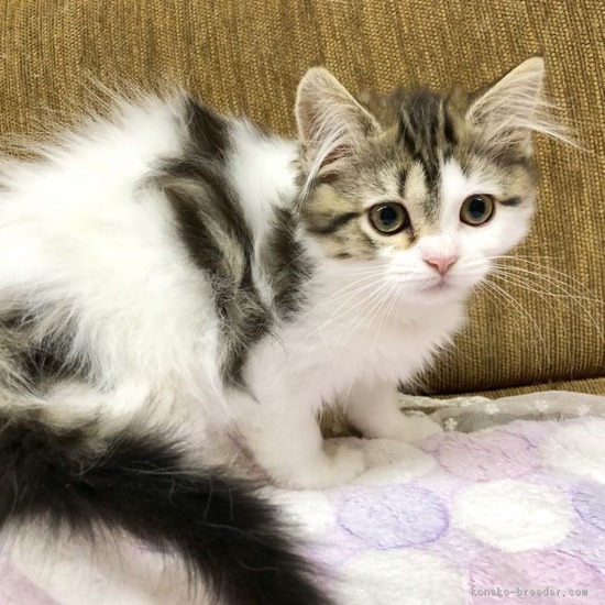 猛獣王 6号機の評価と感想e